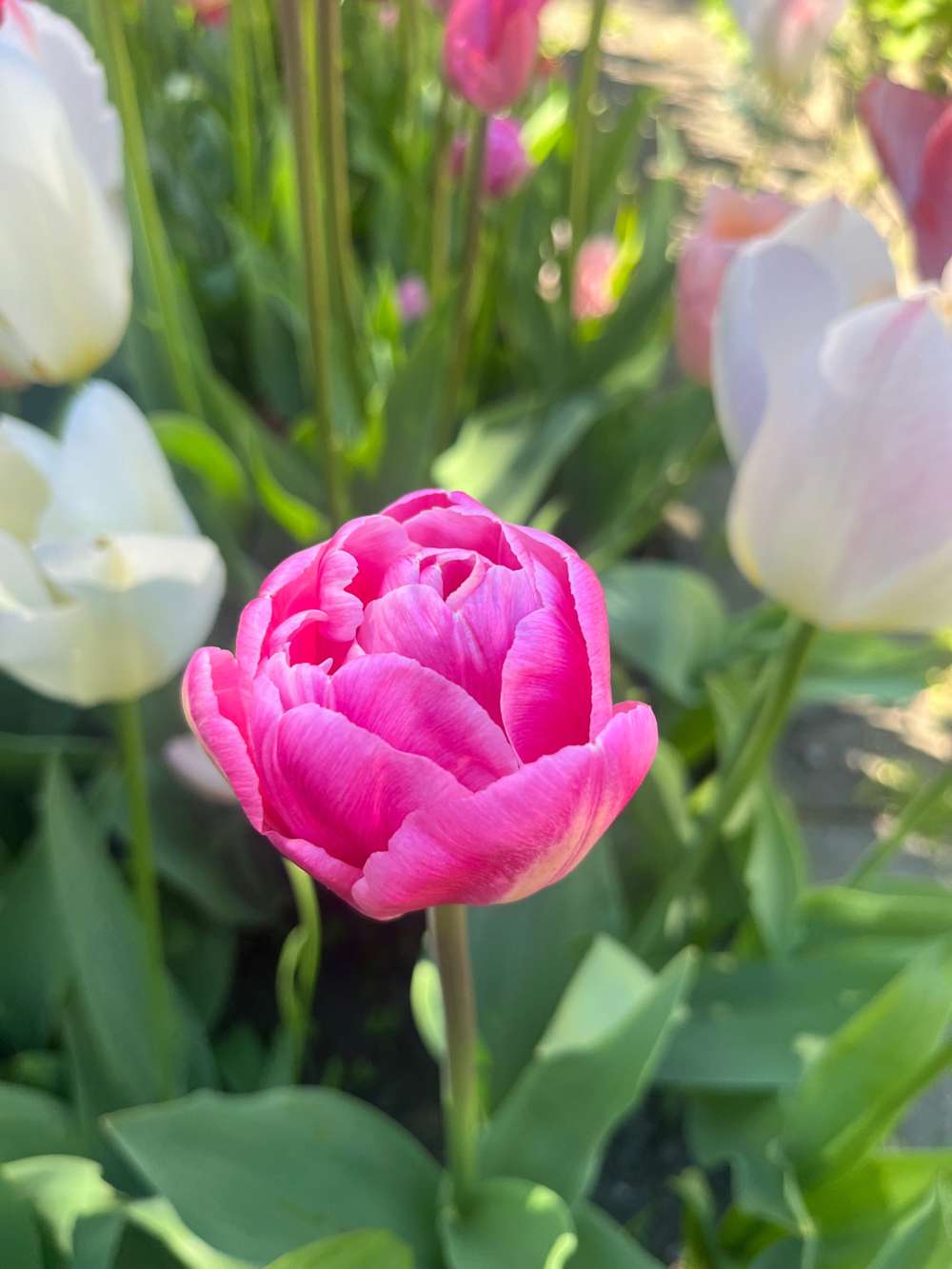 Eksklusivblanding 'Svaneke Delight'